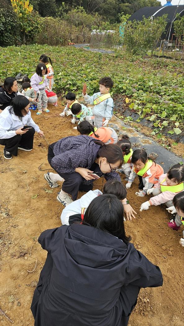 김포 농부네곳간에서 아이와 가족이 직접 고구마를 캐는 사진
